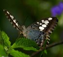 Borneo_Butterfly